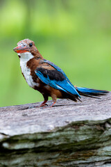 The White-breasted Kingfisher on a branch
