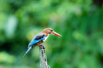 The White-breasted Kingfisher on a branch