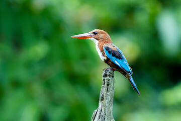 The White-breasted Kingfisher on a branch