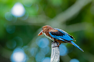 The White-breasted Kingfisher on a branch