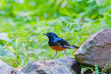 The White-rumped Shama on ground