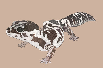 Drawing rock leopard gecko,pat tail, art.illustration, vector