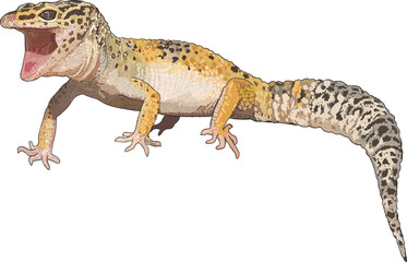 Drawing leopard gecko, beautiful, art.illustration, vector