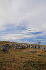 四国カルスト　カルスト台地と1本の樹木
