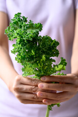 Green Kale or leaf cabbage in woman hand, Healthy vegetable