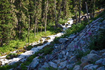 Alpine Stream and Forest