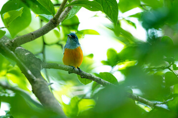 The Orange-bellied Flowerpecker on a branch