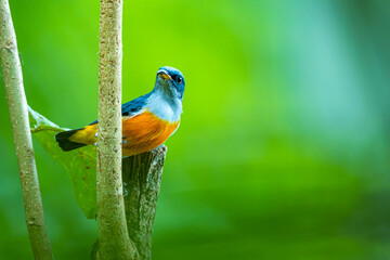 The Orange-bellied Flowerpecker on a branch
