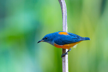 The Orange-bellied Flowerpecker on a branch