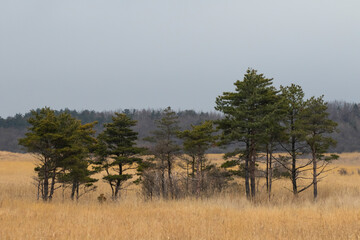 Obraz premium 芒と木々