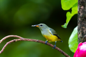 The Orange-bellied Flowerpecker on a branch