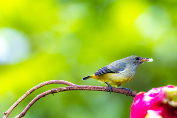 The Orange-bellied Flowerpecker on a branch