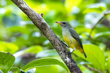 The Orange-bellied Flowerpecker on a branch