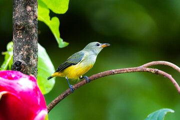 The Orange-bellied Flowerpecker on a branch