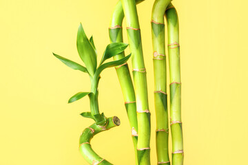 Fototapeta na wymiar Bamboo stems on yellow background, closeup