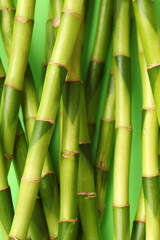 Fototapeta premium Green bamboo stems on color background, closeup