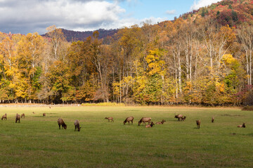 Moose eating at wildlife