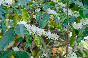 white coffee flowers on tree are blooming in the farmland