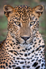 Naklejka na ściany i meble Leopard Portrait Wild Animal Mamal wildcat big cats asia srilanka safari nature carnivore quality picture photo danger look panther 