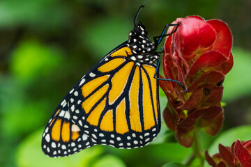 Fototapeta premium monarch butterfly on flower