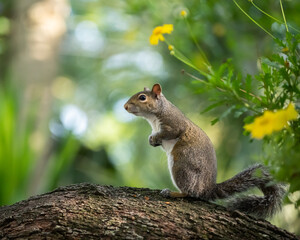 squirrel sitting on a tree looking for food with flowers