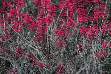 Bright and colorful background of pink wildflowers