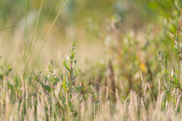 Soft focus of green vegetation in a meadow