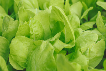 Delicious green leafy vegetables. good health.