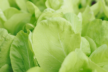 Delicious green leafy vegetables. good health.