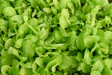 Delicious green leafy vegetables. good health.