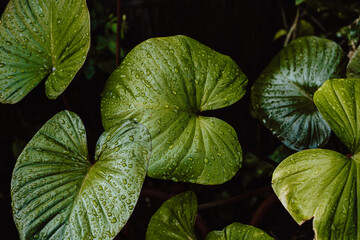 Delicious green leafy vegetables. good health.
