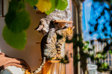 キャットタワーのベンガル猫とサバトラ猫