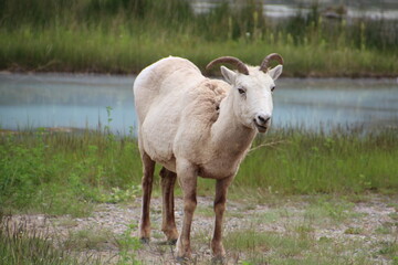 white sheep in the meadow