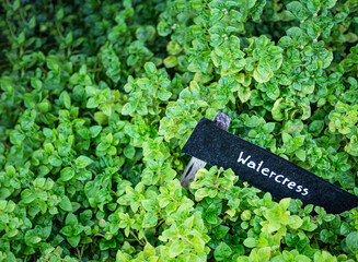 Watercress plot in the garden with label - close up - 562600036