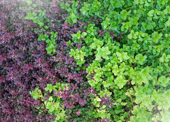 Watercress in purple and green plot in the garden with label - light effect