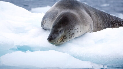 Leopard seal (Hydrurga leptonyx) on an iceberg at Kinnes Cove, Joinville Island, Antarctica