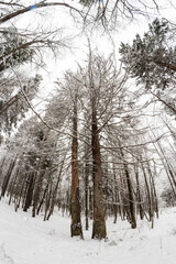 Two old dry fir trees in a snowy forest, vertical view