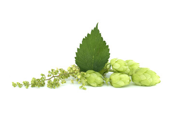 Common Hop plant (Humulus lupulus) over a white