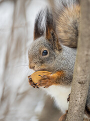 The squirrel with nut sits on tree in the winter or late autumn