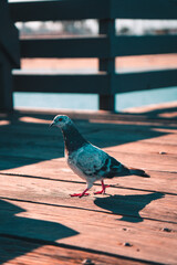 pigeon on the pier