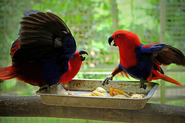 two Eclectus Parrots on a branch