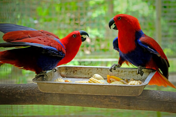 two Eclectus Parrots on a branch