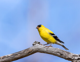 An American goldfinch perches in Wyoming's morning sun.