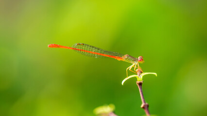 Beautiful orange damselfly perching on tree branch in morning, Nature blurred background, Insects in Thailand.