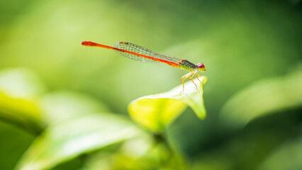 An orange damselflies on green leaf and green background, Insect in Thailand.