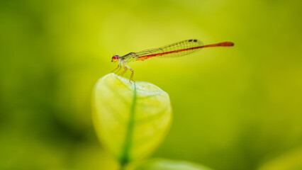 An orange damselflies on green leaf and green background, Insect in Thailand.