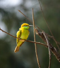 Asian Green bee-eater or little green bee-eater perched on a thin branch . 