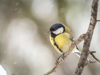 Cute bird Great tit, songbird sitting on a branch without leaves in the autumn or winter.