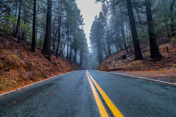 Fototapeta premium road in autumn forest