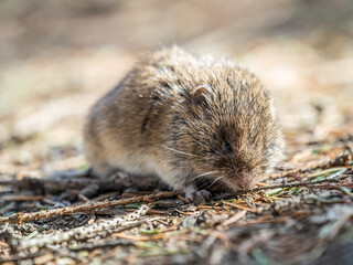 A closeup of a Common vole, Microtus arvalis, on the ground with a blurry background